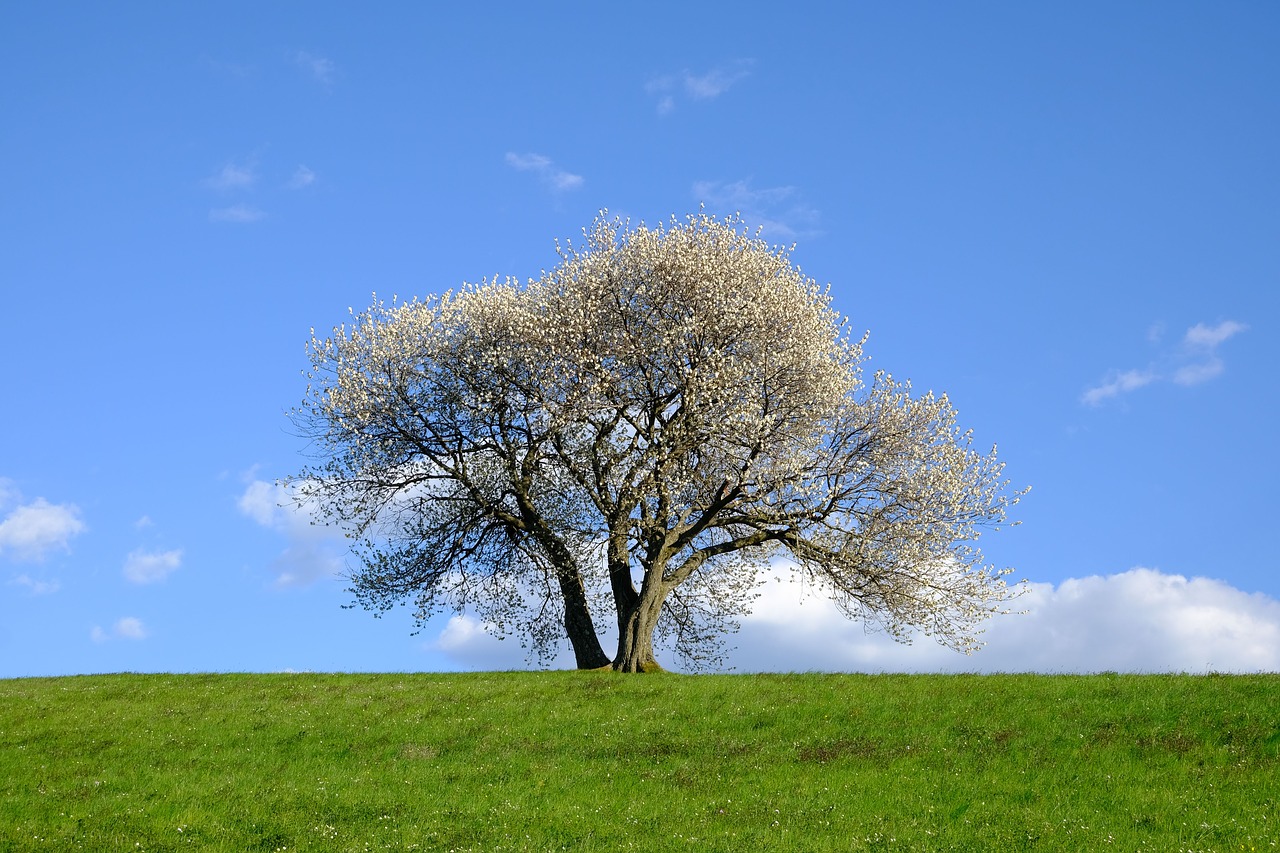 nature  landscape  tree free photo