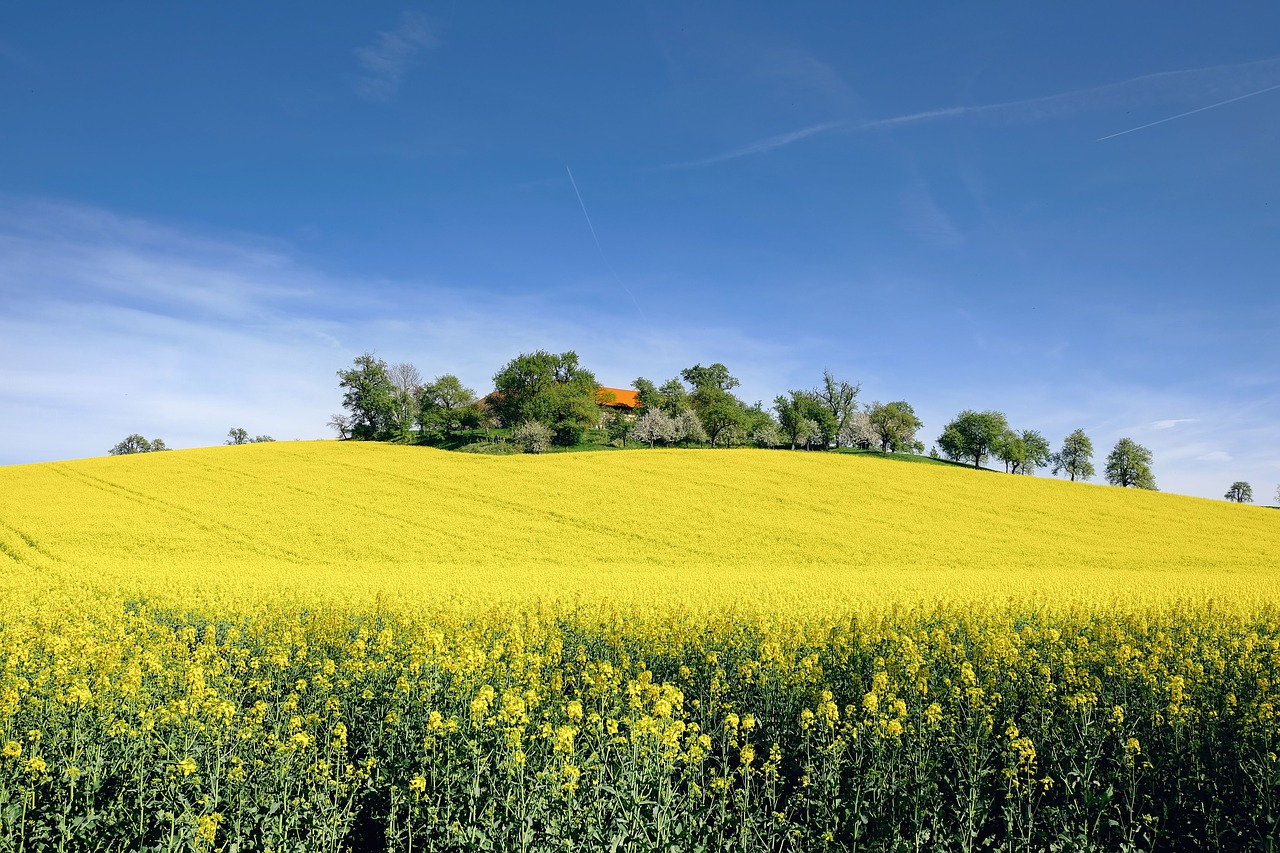 nature  landscape  spring free photo