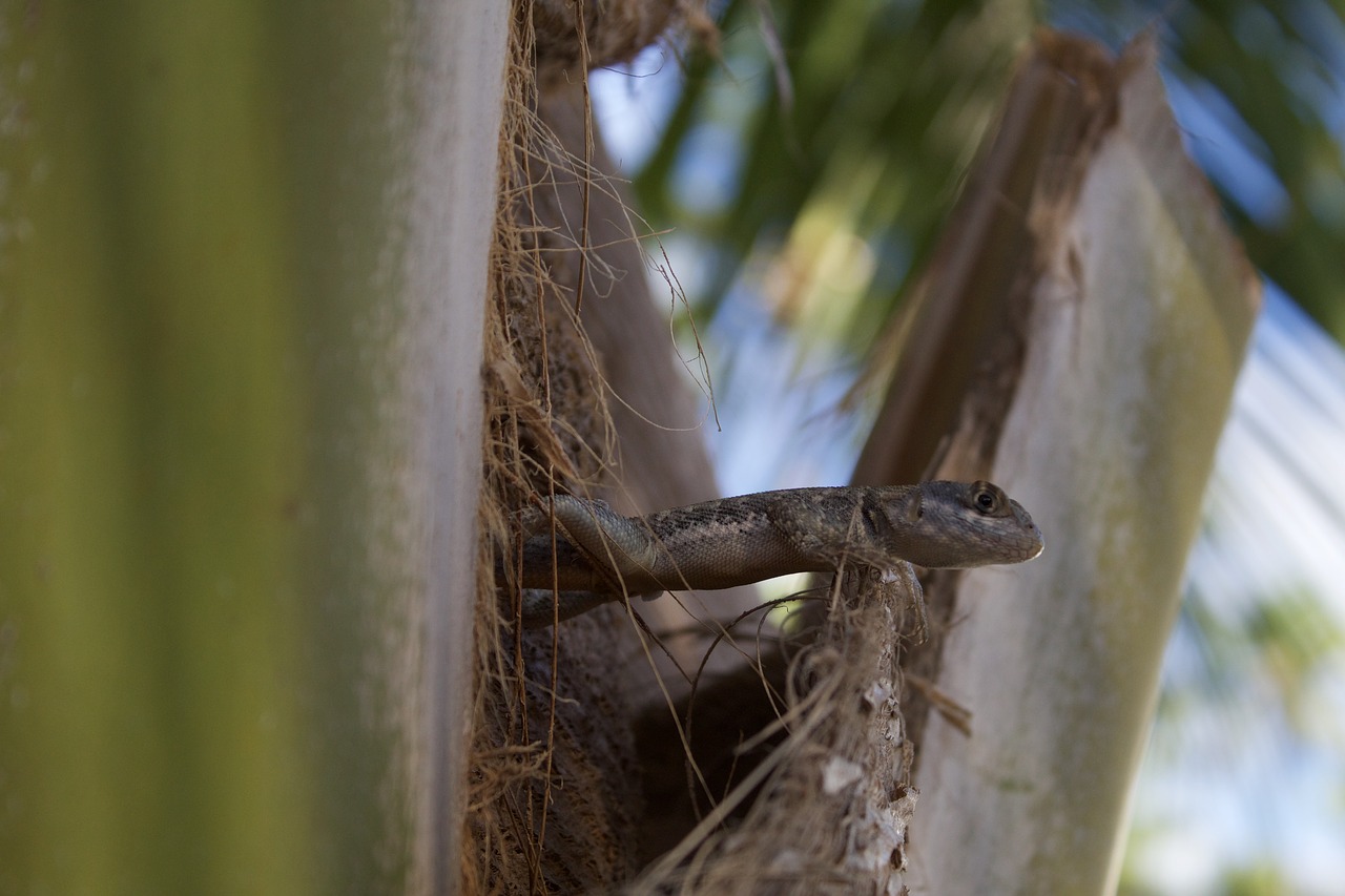 nature  gecko  lizard free photo