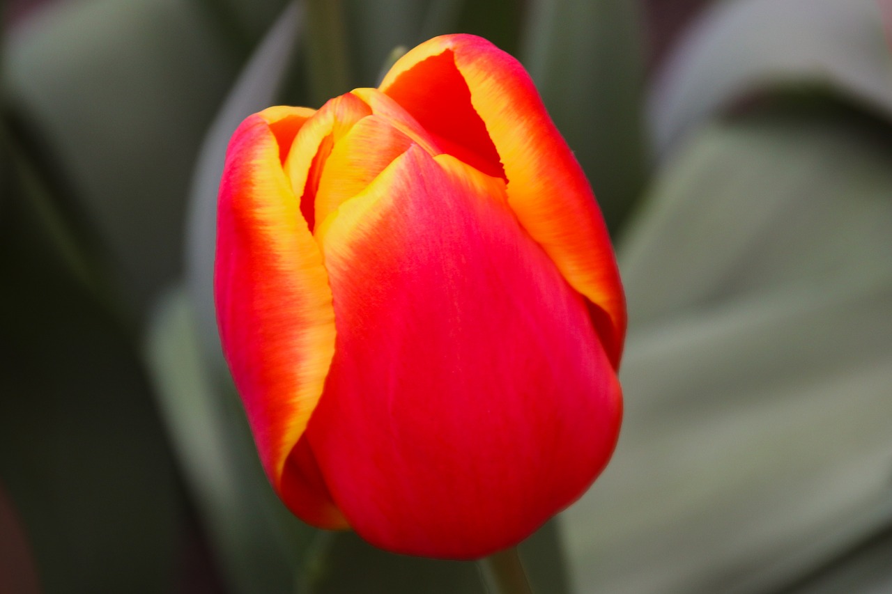 nature  flower  tulip free photo