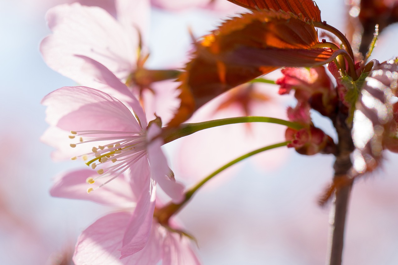 nature  inflorescence  cherry free photo