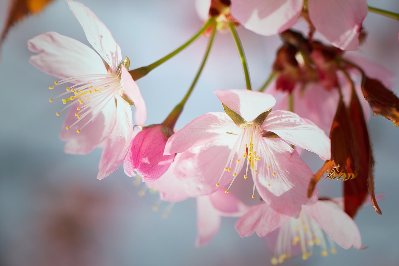 nature  inflorescence  cherry free photo