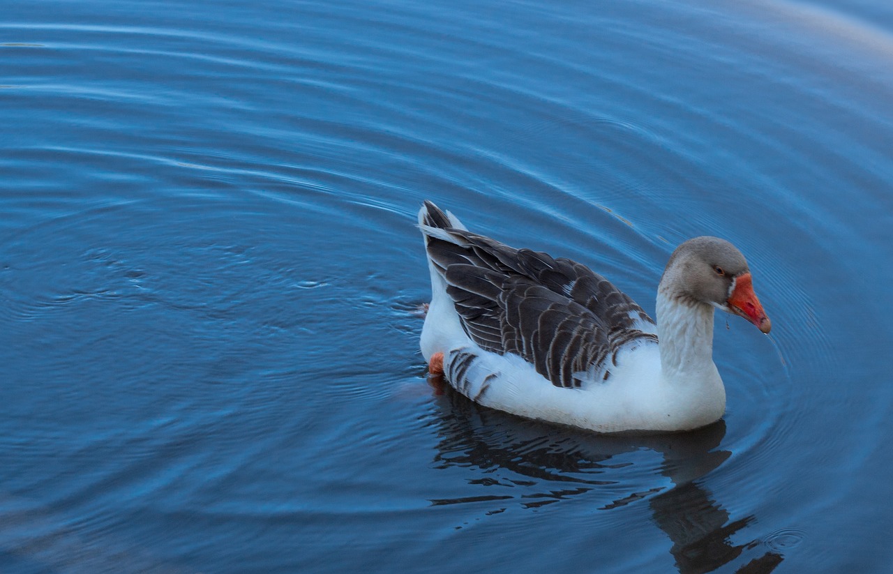 nature  duck  bird free photo