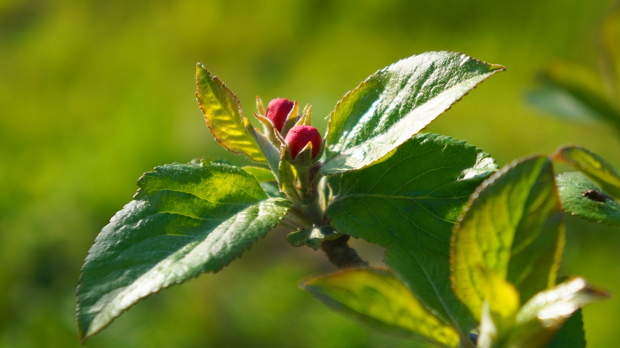 nature  plants  twigs free photo