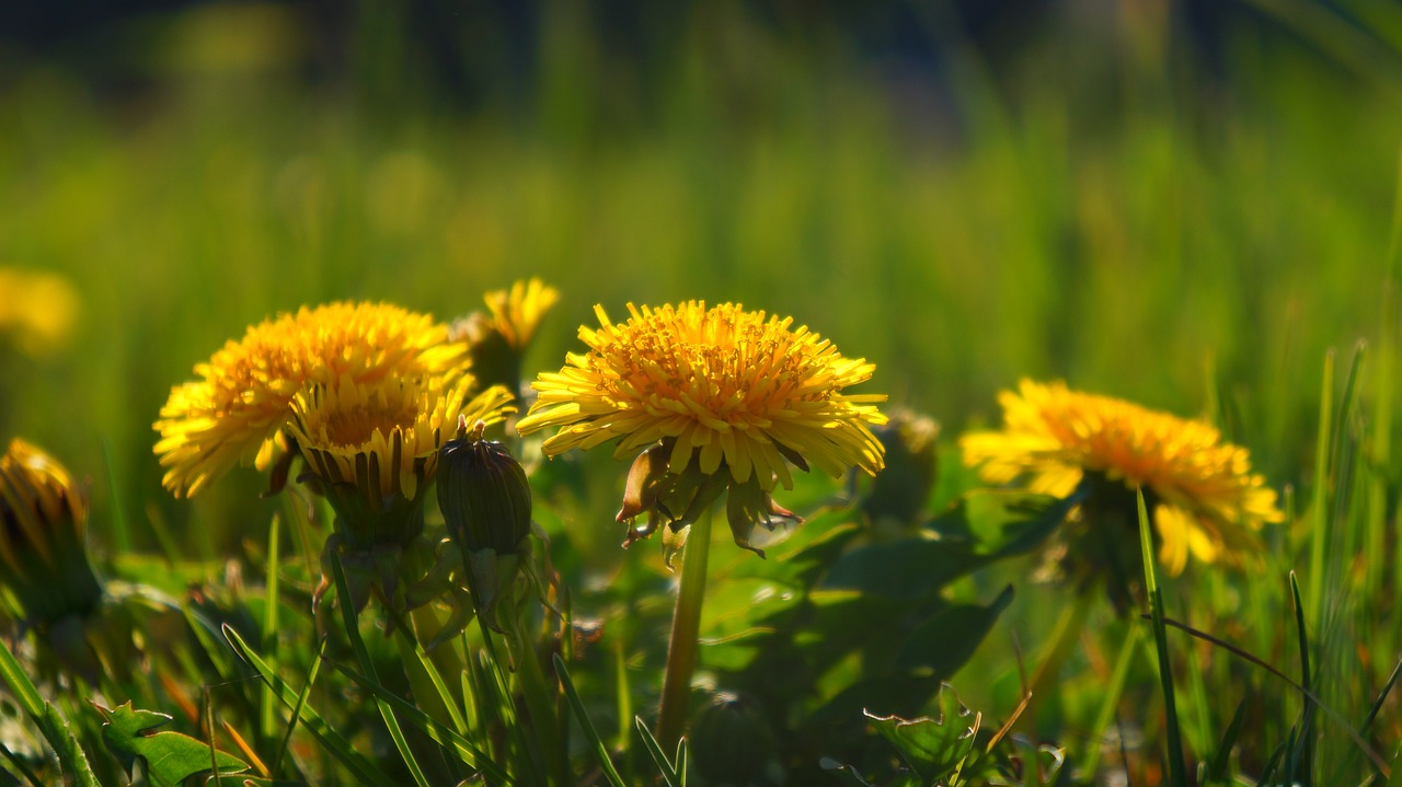 nature  plants  meadow free photo