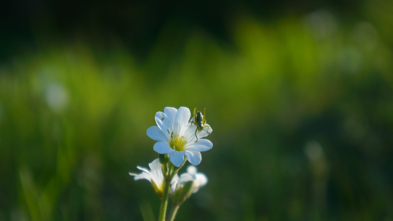 nature  plants  meadow free photo