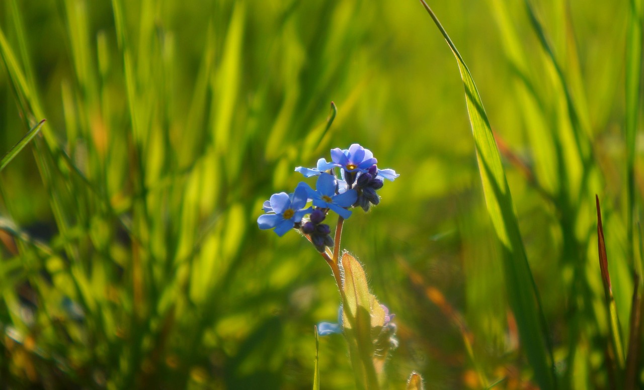 nature  plants  meadow free photo