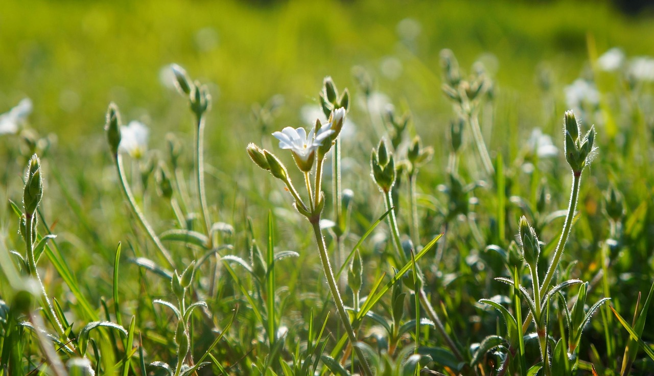 nature  plants  meadow free photo