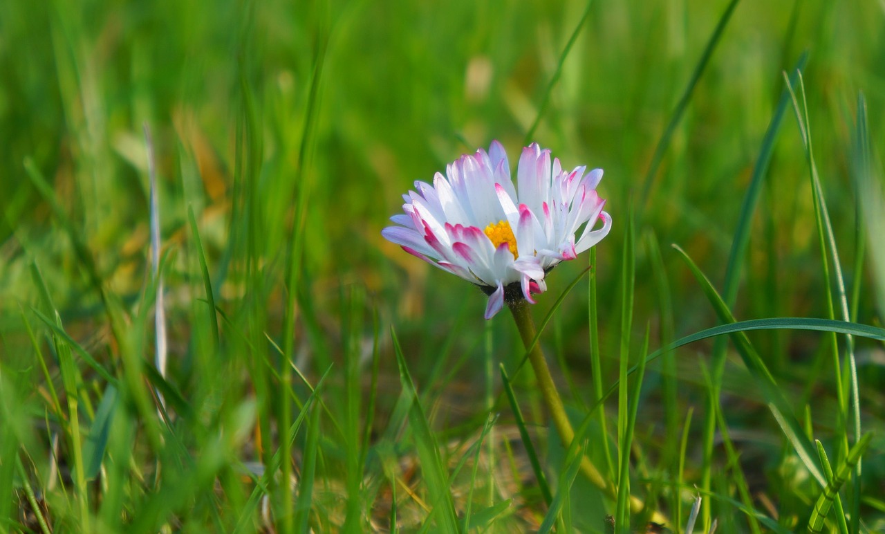 nature  plants  meadow free photo