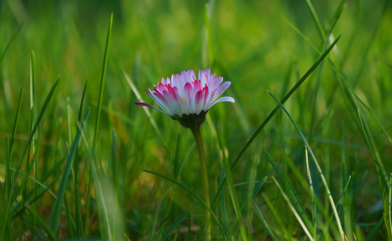 nature  plants  meadow free photo