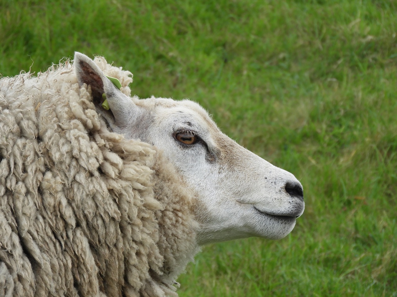 nature  animal  sheep free photo