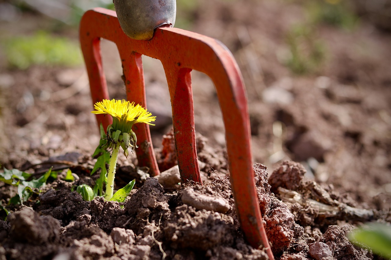 nature  spring  flower free photo