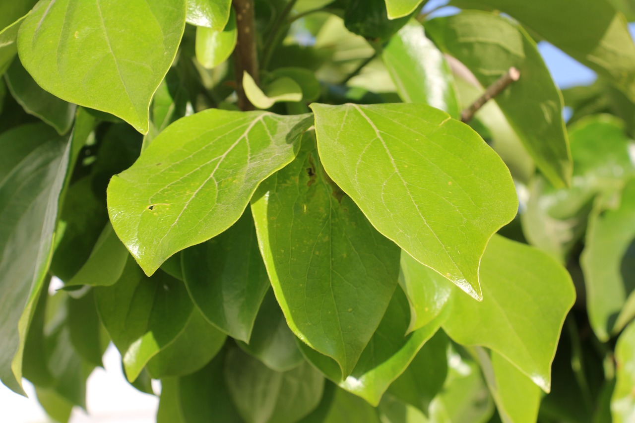 nature  tree  fruit free photo