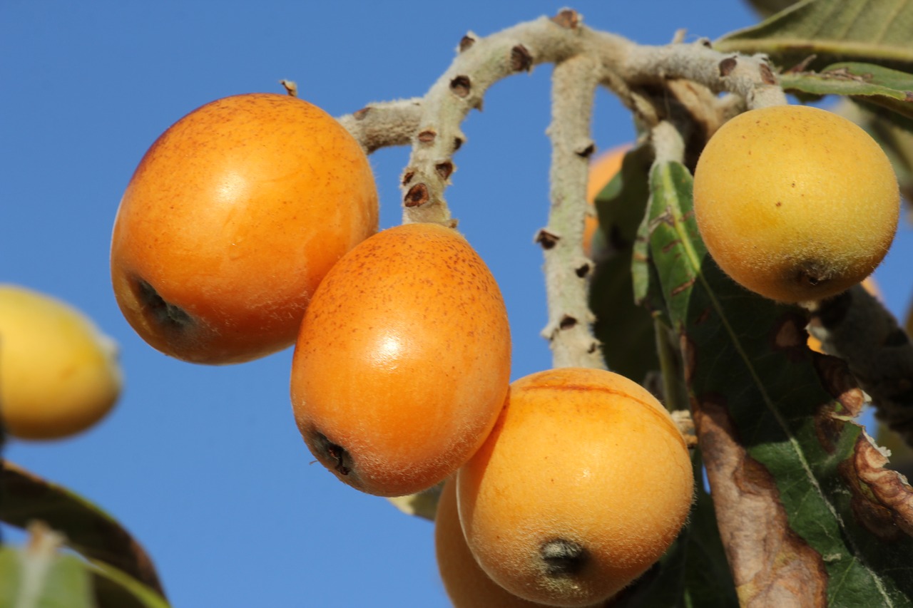 nature  tree  fruit free photo