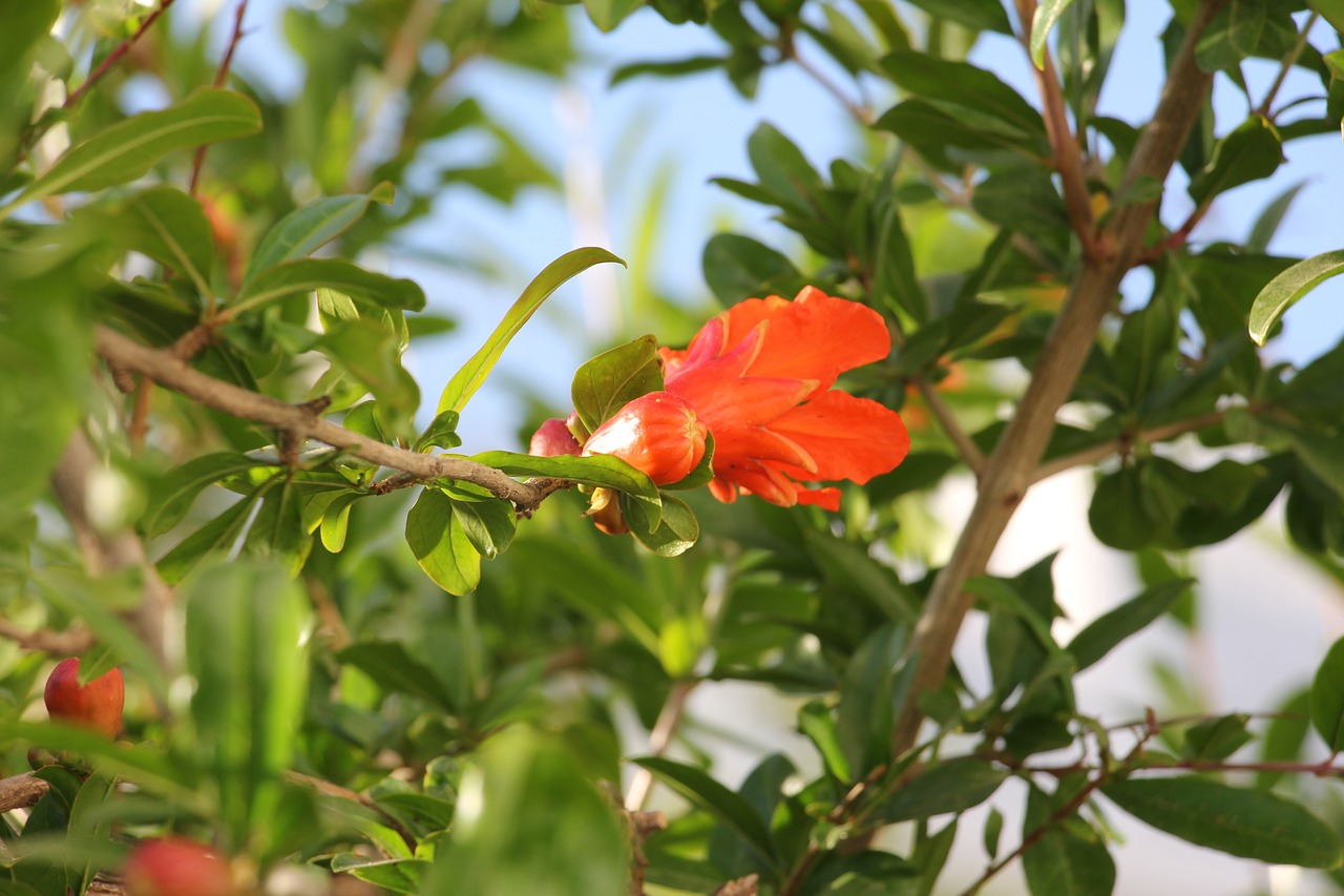 nature  tree  fruit free photo