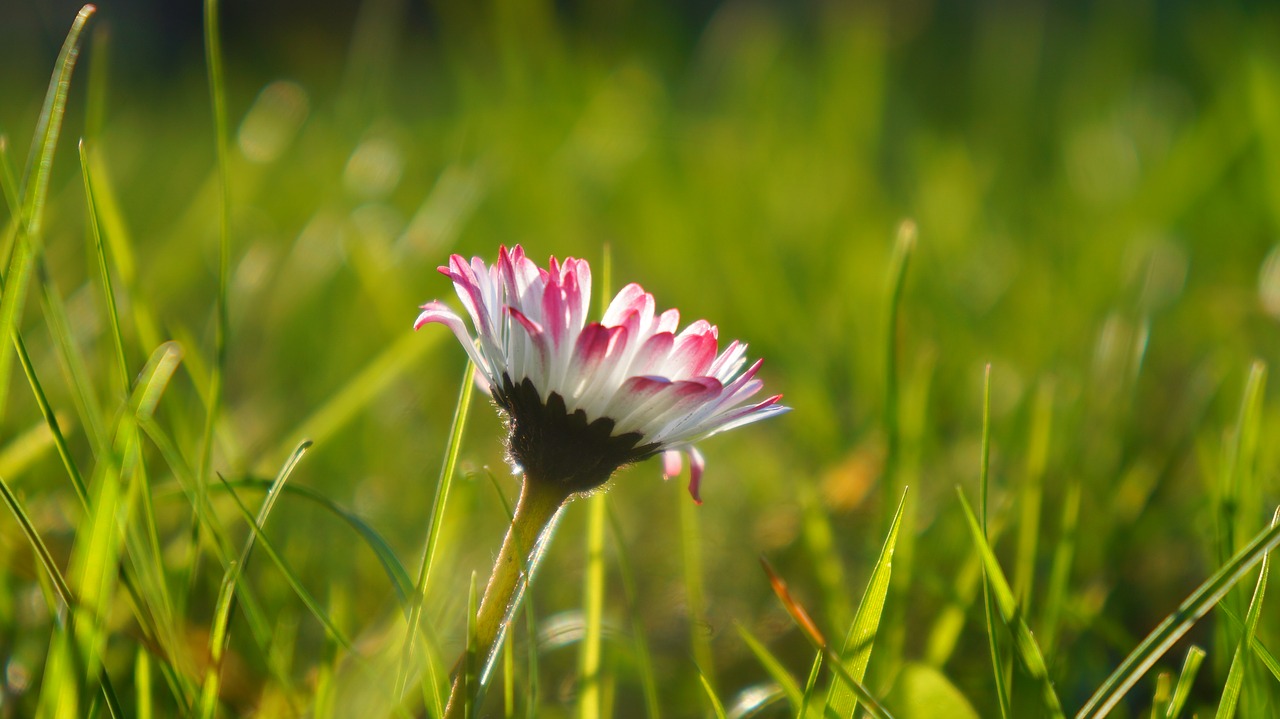 nature  plants  flowers free photo