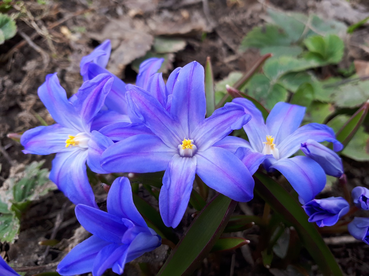 nature  macro  flowers free photo