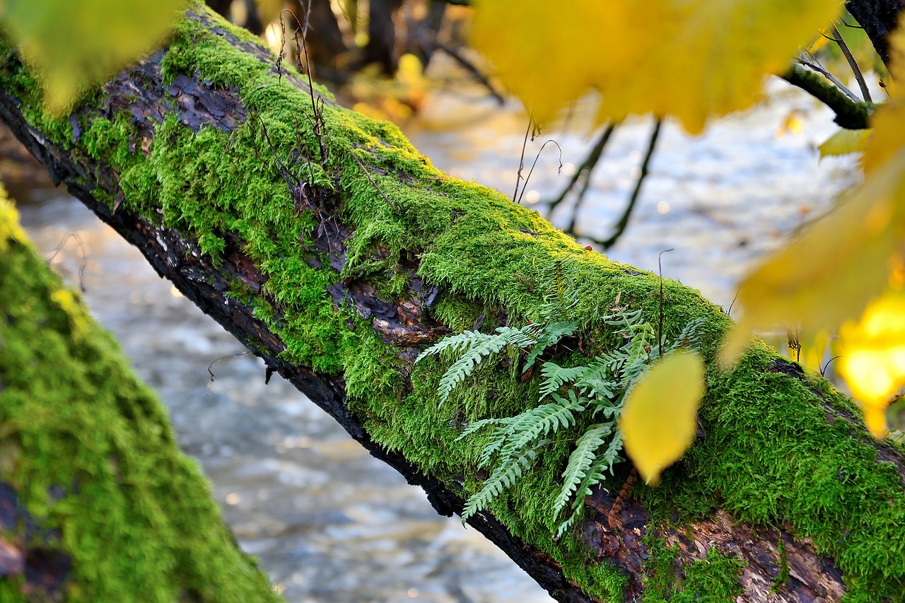 nature  tree  autumn free photo