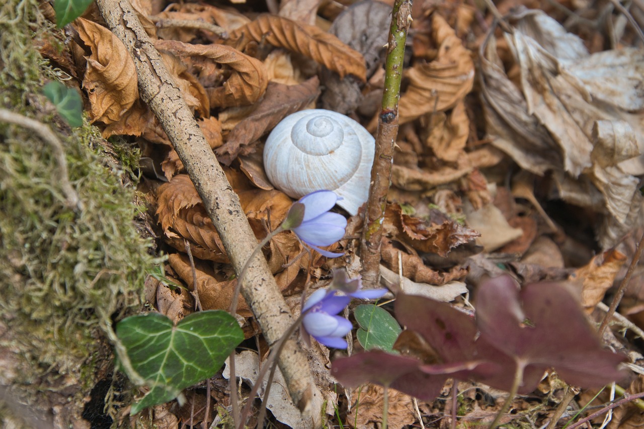 nature  snail shell  flowers free photo