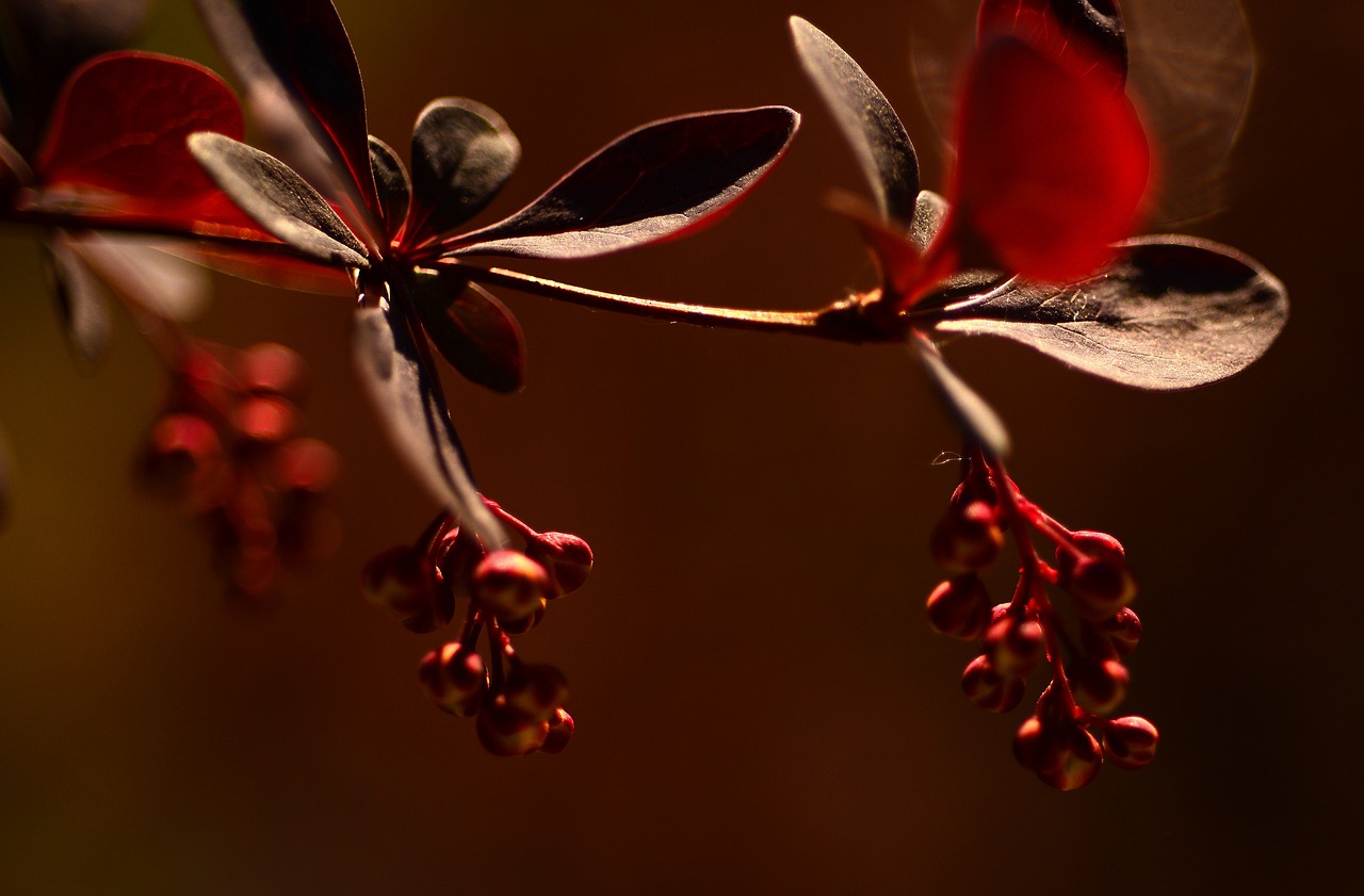 nature  macro  spring free photo