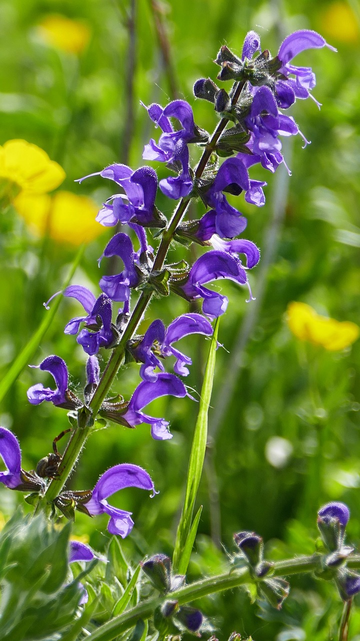 nature  meadow  flower free photo