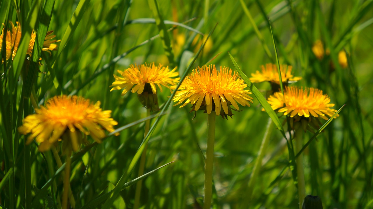 nature  plants  yellow free photo