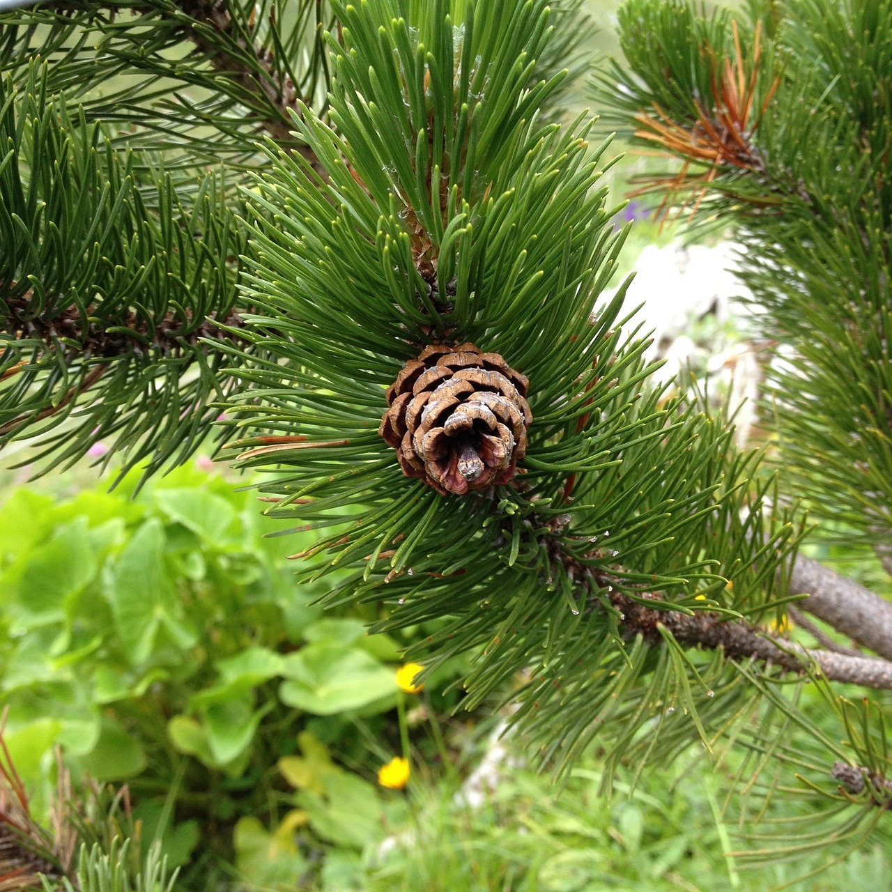 nature conifer pinecone free photo