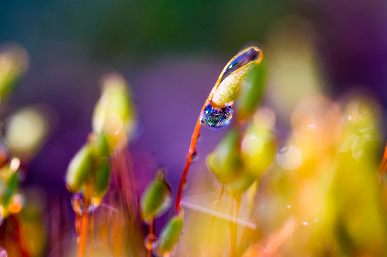 nature  plant  blossom free photo