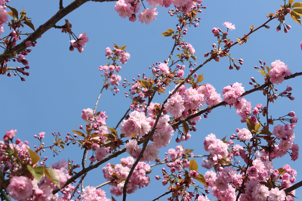 nature  cherry blossoms  blossom free photo