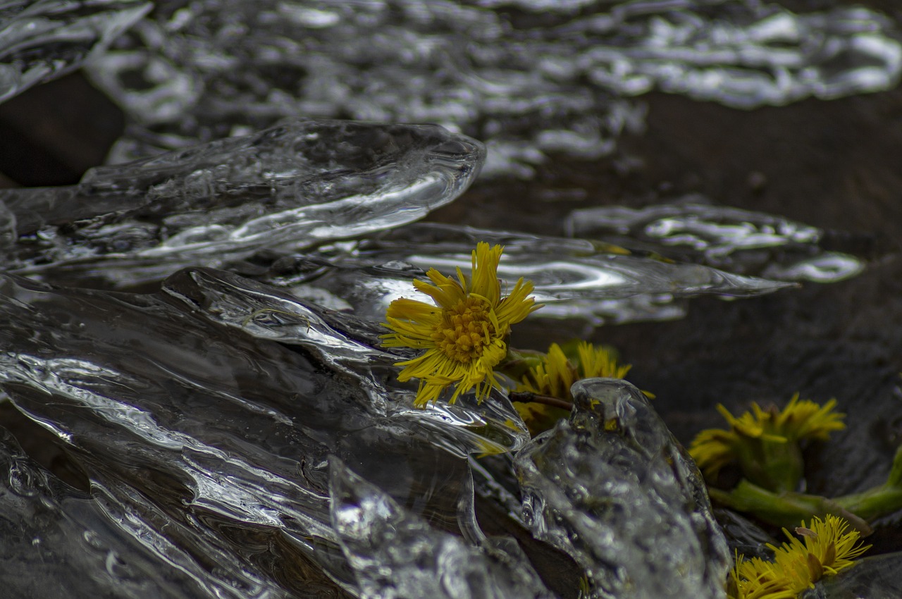 nature  flower  ice free photo