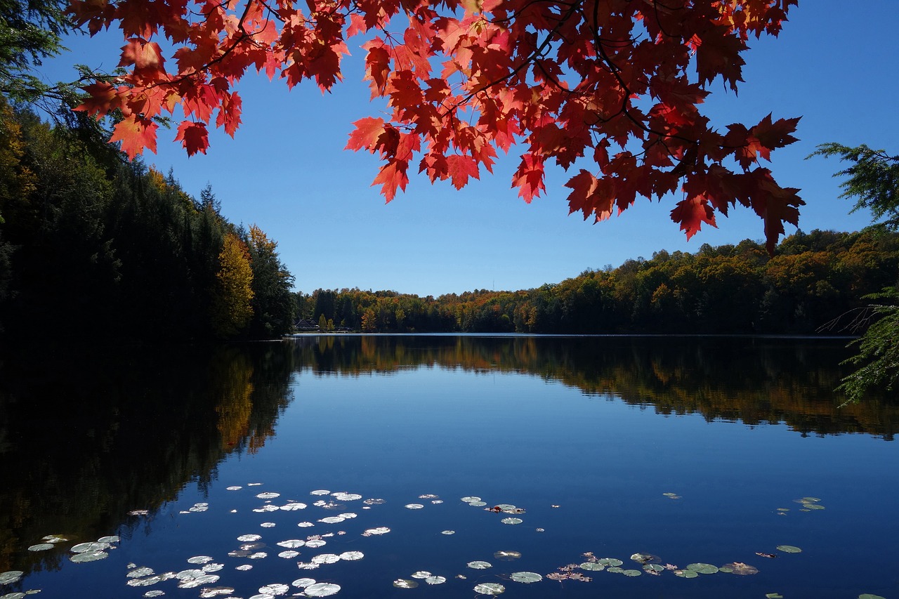 nature  landscape  scenic free photo