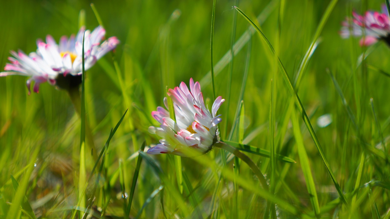 nature  plants  flowers free photo