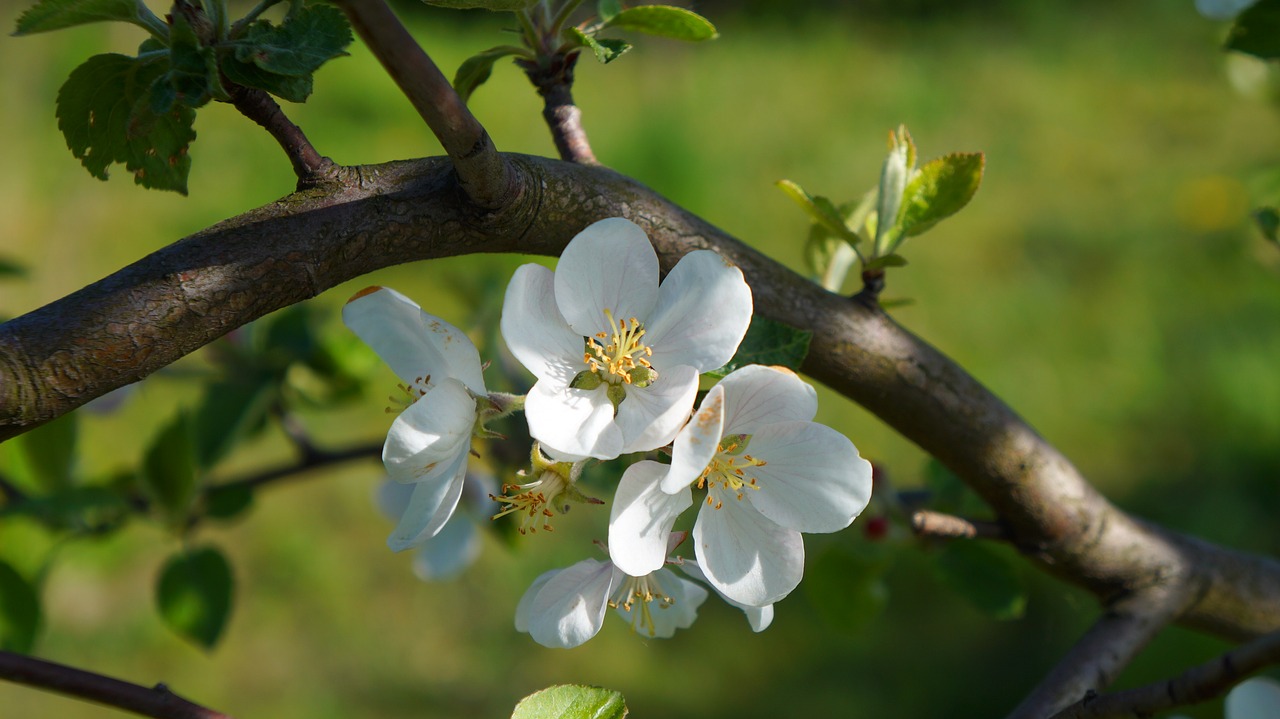 nature  plants  flowers free photo