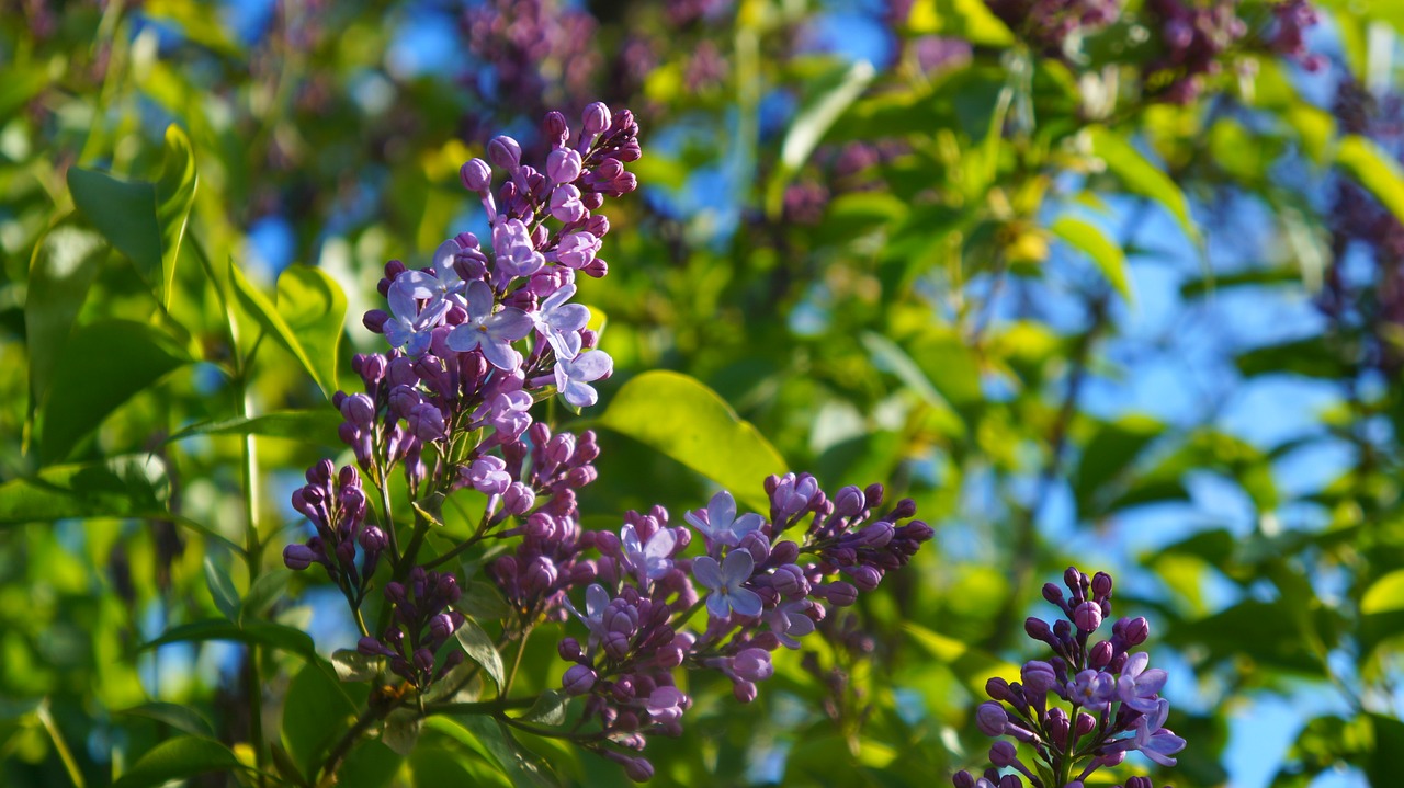 nature  plants  flowers free photo