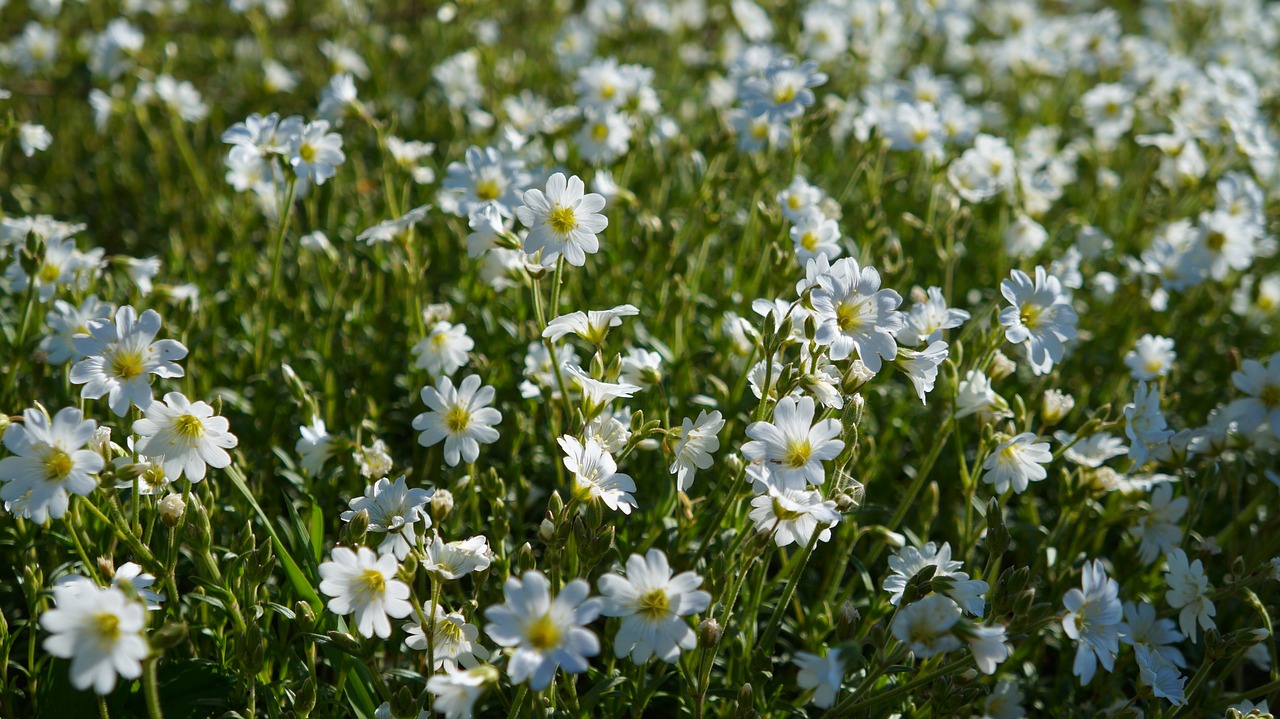 nature  plants  white free photo