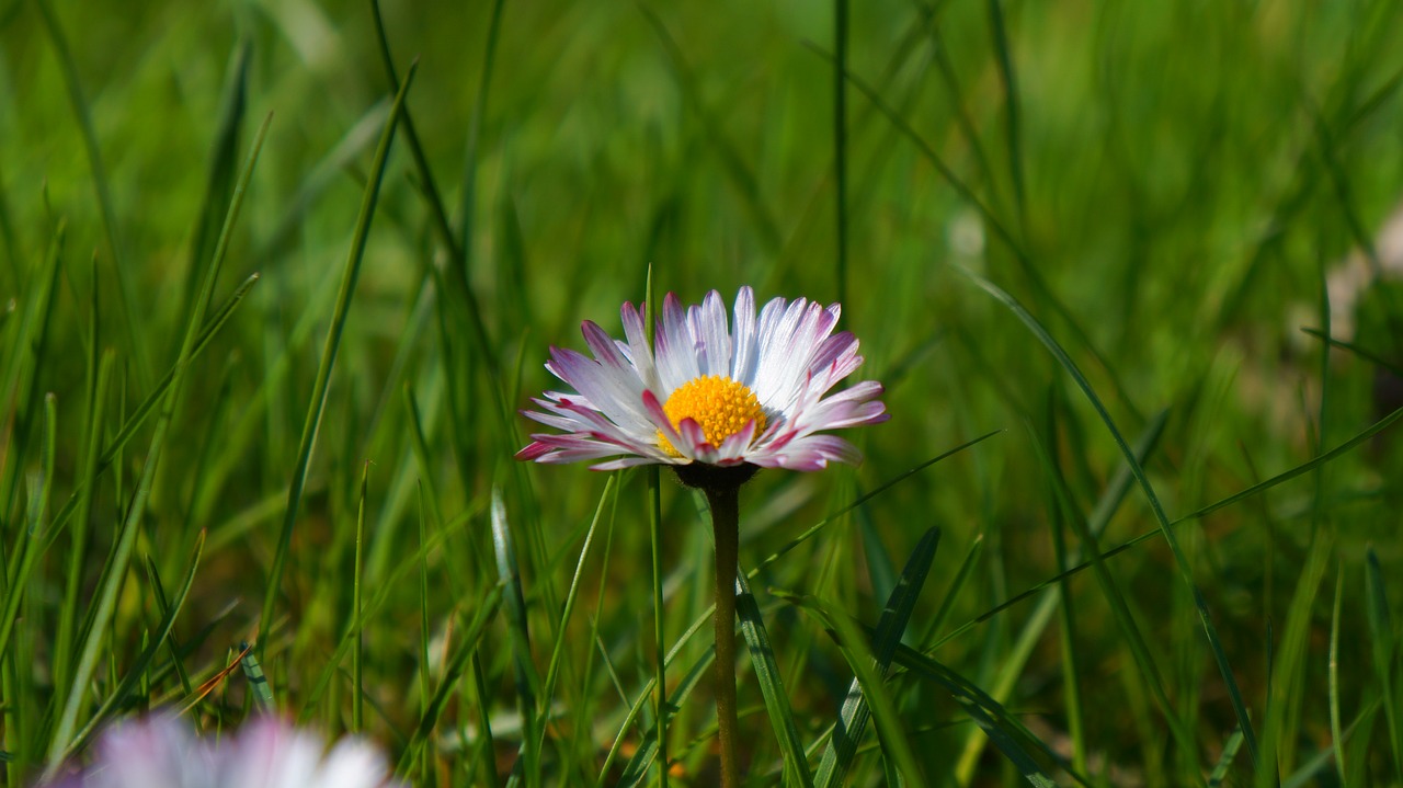 nature  plants  white free photo