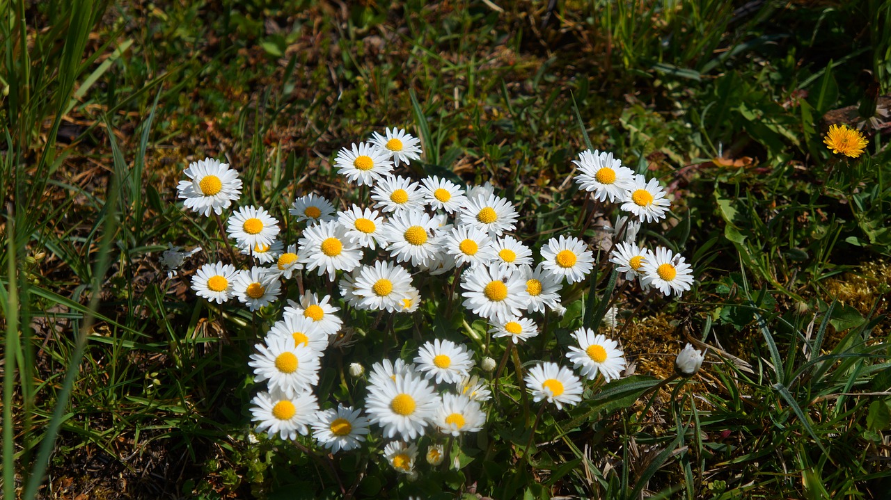 nature  plants  white free photo