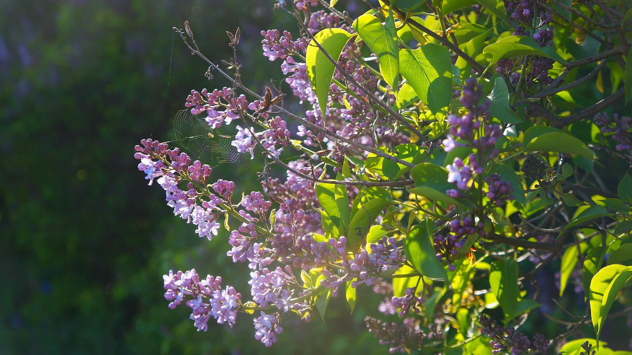 nature  plants  flowers free photo