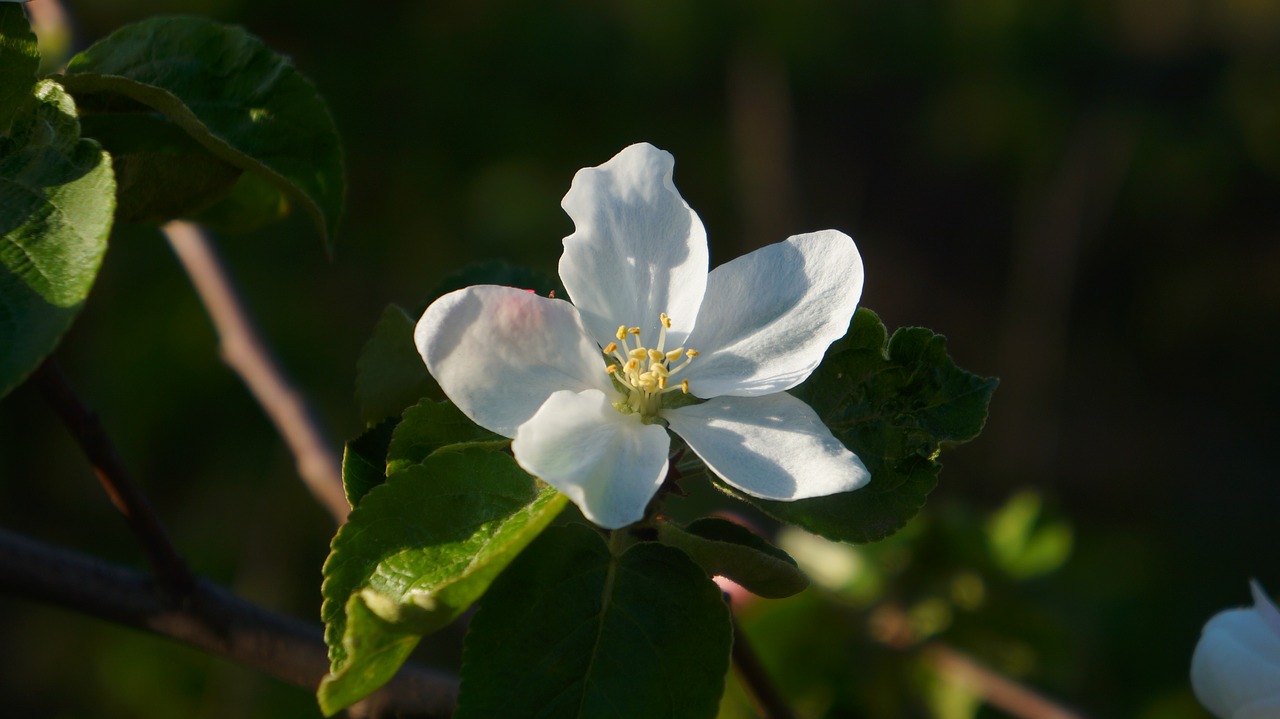 nature  plants  flowers free photo