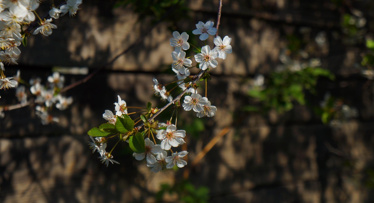 nature  plants  white free photo