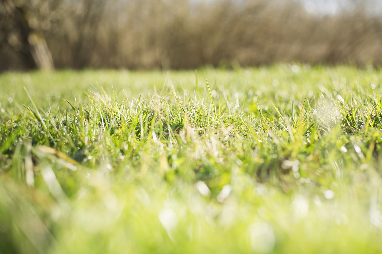 nature  grass  green free photo