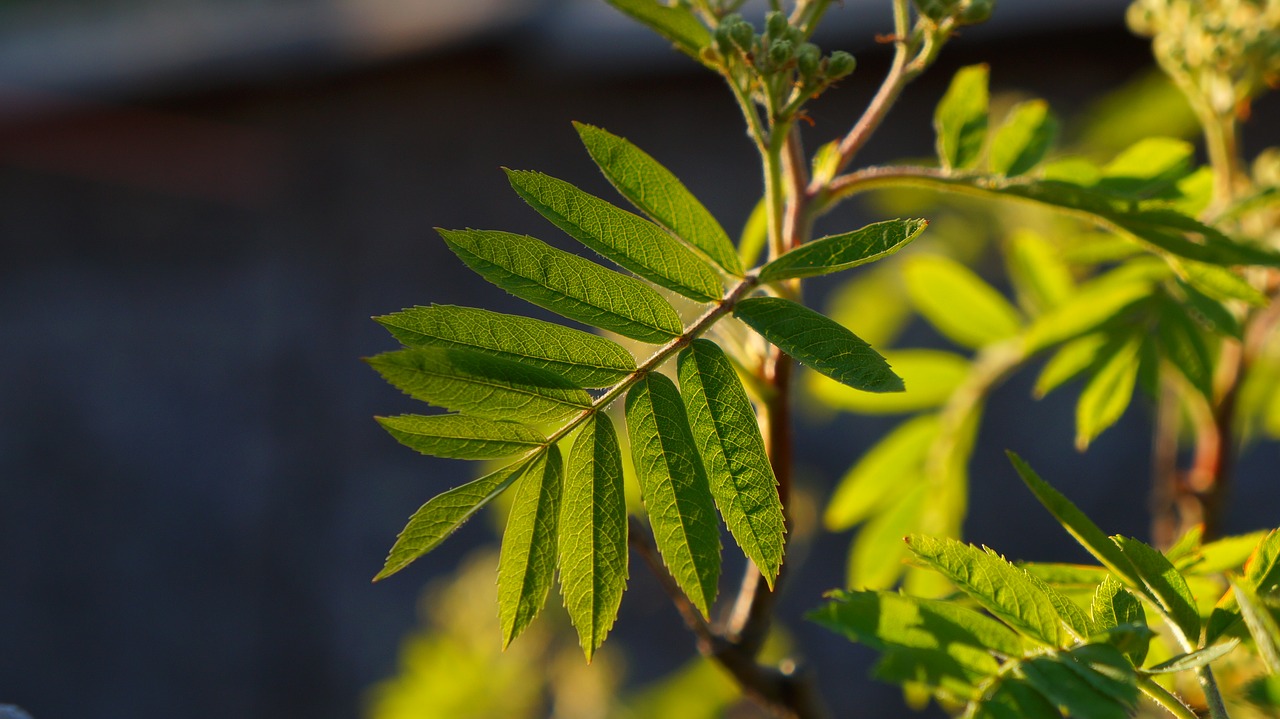 nature  plants  leaf free photo