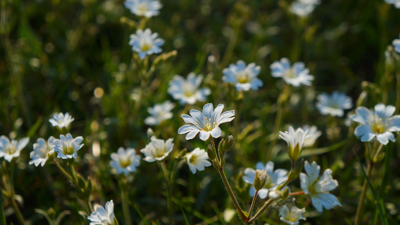 nature  plants  white free photo