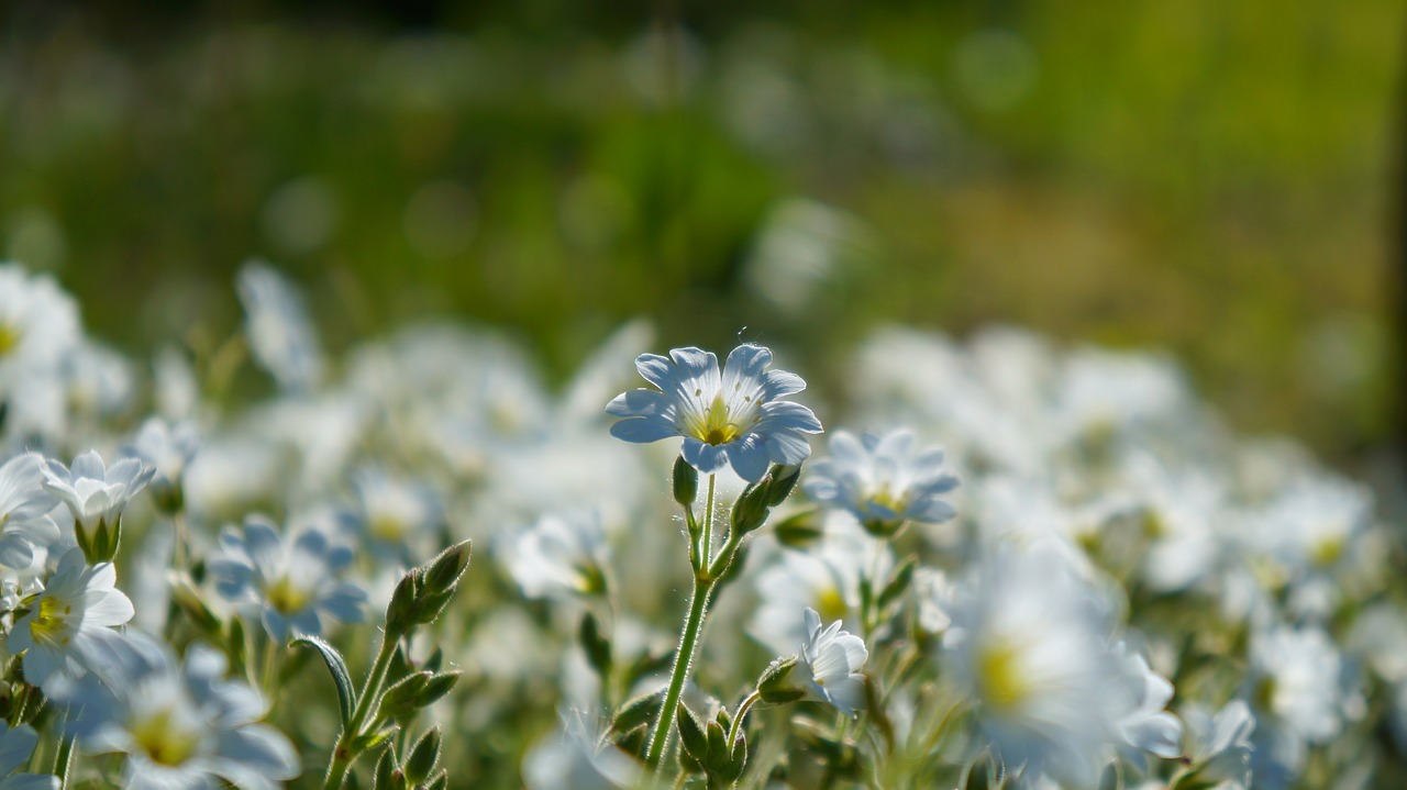 nature  plants  white free photo