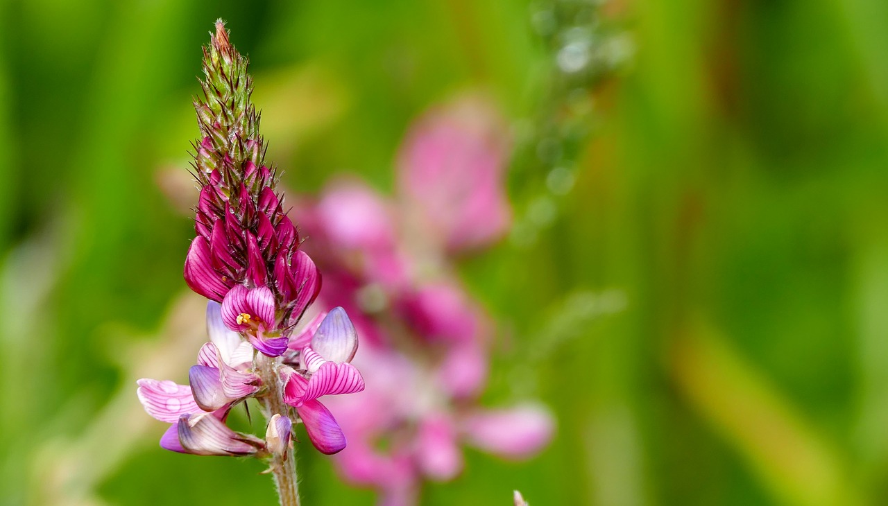 nature  meadow  flower free photo