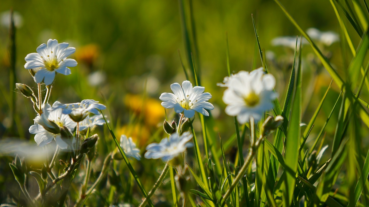 nature  plants  white free photo