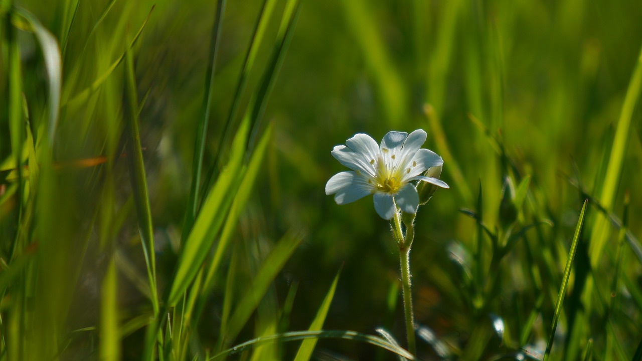 nature  plants  white free photo