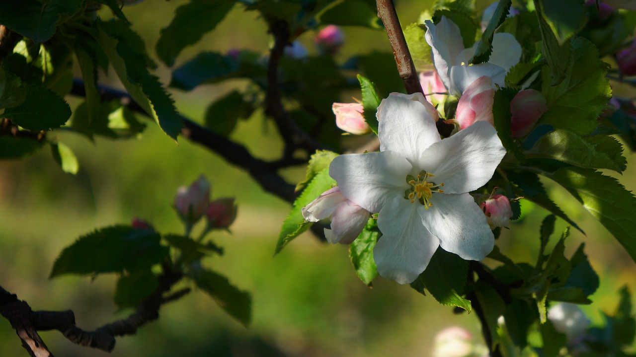 nature  plants  white free photo