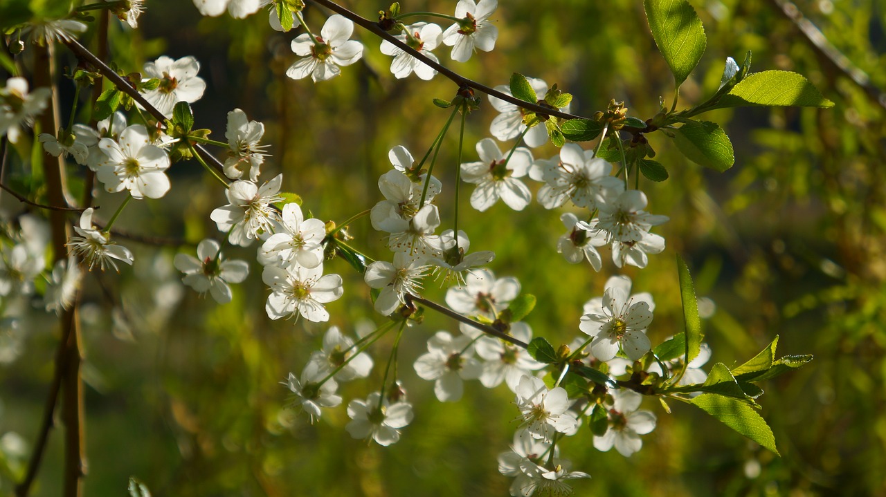 nature  plants  white free photo