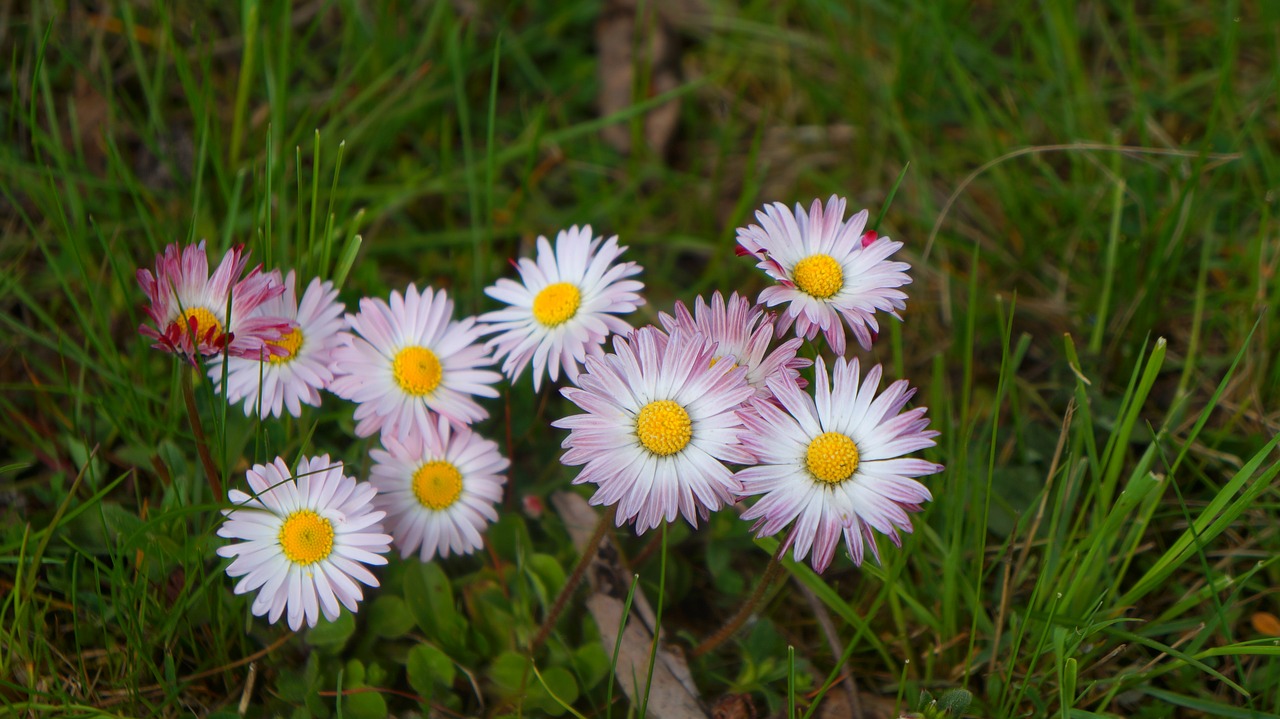 nature  plants  flowers free photo